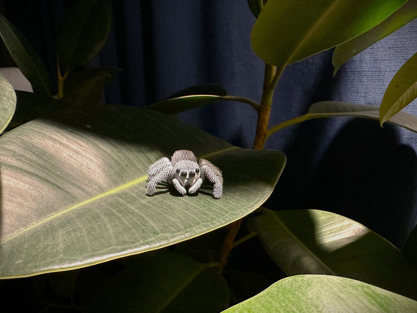 CUBO Jumping Spider Toy - CUBO Design