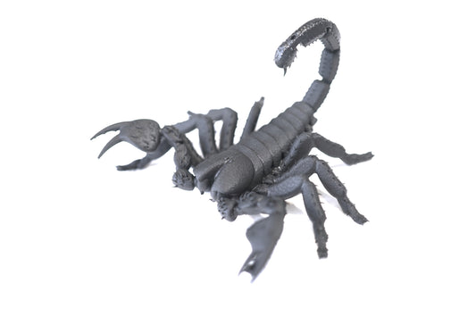 Forest Scorpion