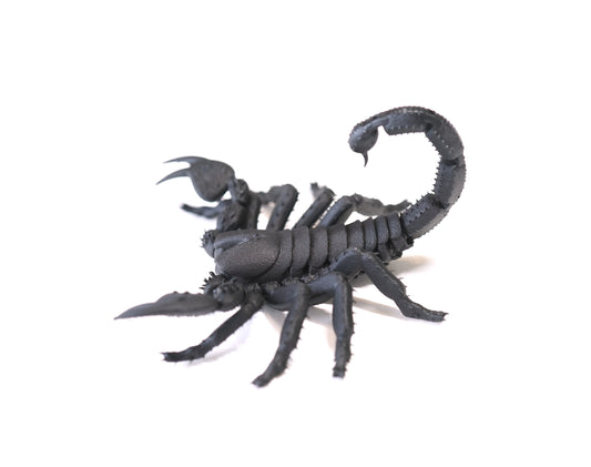 Forest Scorpion